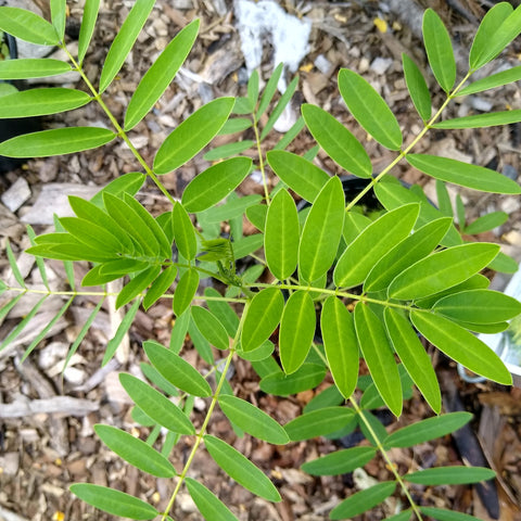 Senna hebecarpa - Wild Senna
