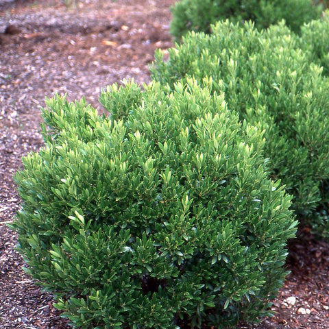 Ilex glabra 'Shamrock' - Inkberry