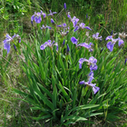 Iris versicolor - Northern blue flag