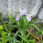Iris versicolor - Northern blue flag