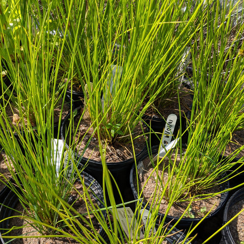 Juncus effusus - Common Rush