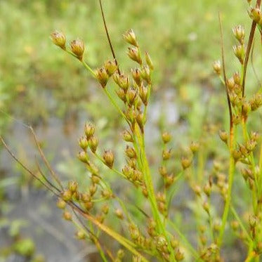 Juncus tenuis - Path Rush