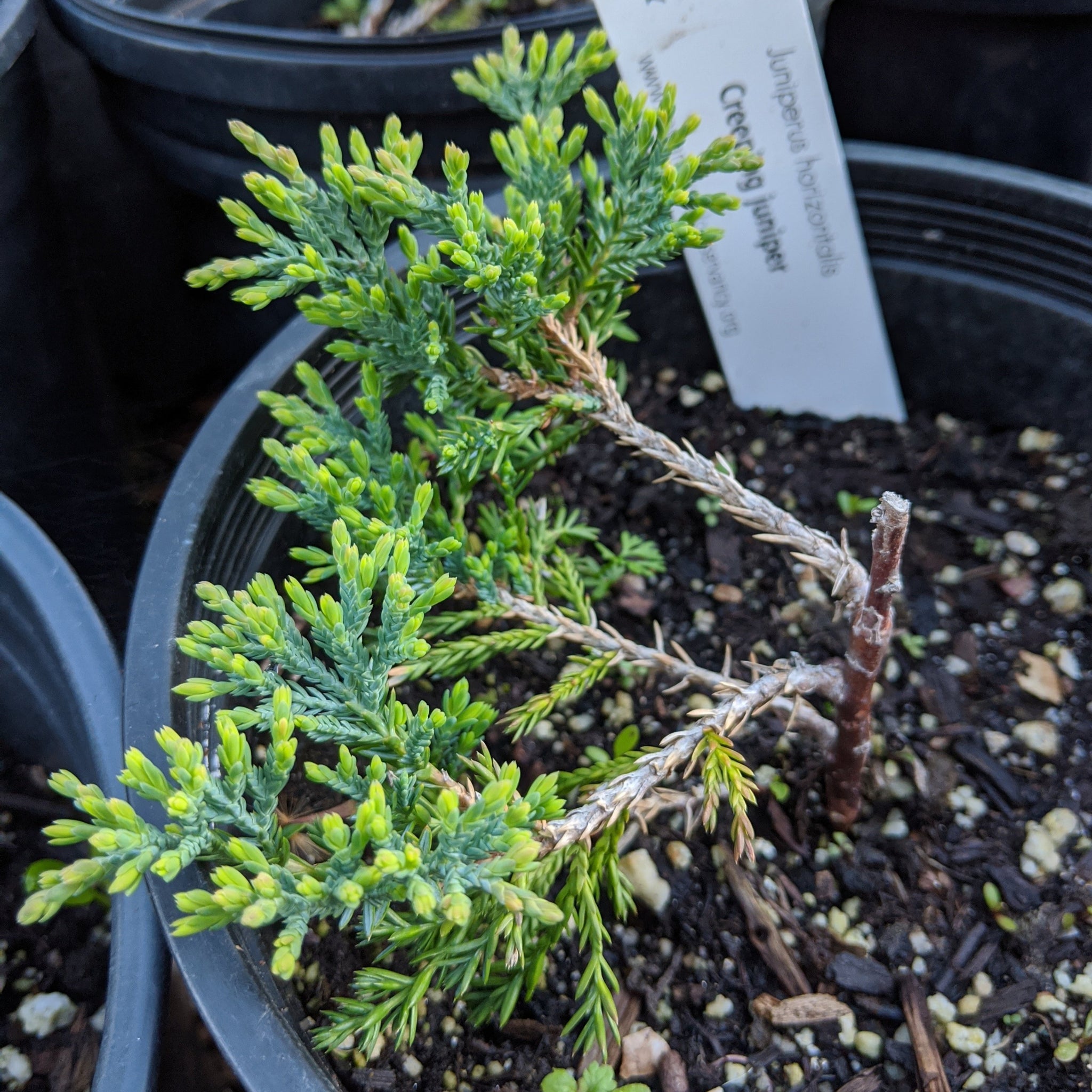 Juniperus horizontalis Wiltonii - Creeping juniper