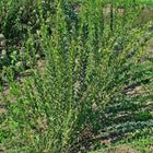 Lespedeza capitata - Round-headed bush clover