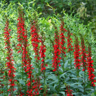 Lobelia cardinalis - cardinal flower