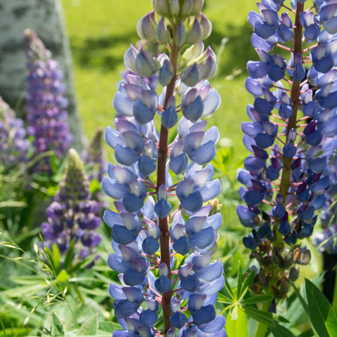 Lupinus perennis - Sundial Lupine