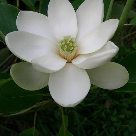 Magnolia virginiana - Sweet Bay Magnolia