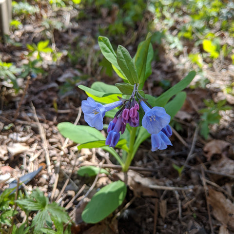 Mertensia virginica - Virginia Bluebells