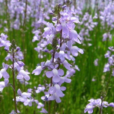 Nuttalanthus canadensis - Blue Toadflax