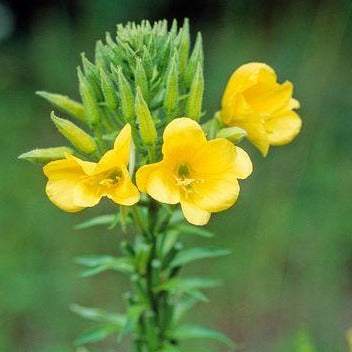 Oenothera biennis - Evening Primrose