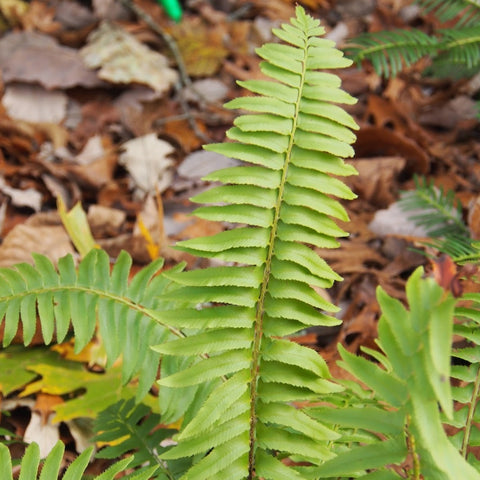 Polystichum acrostichoides - Christmas Fern