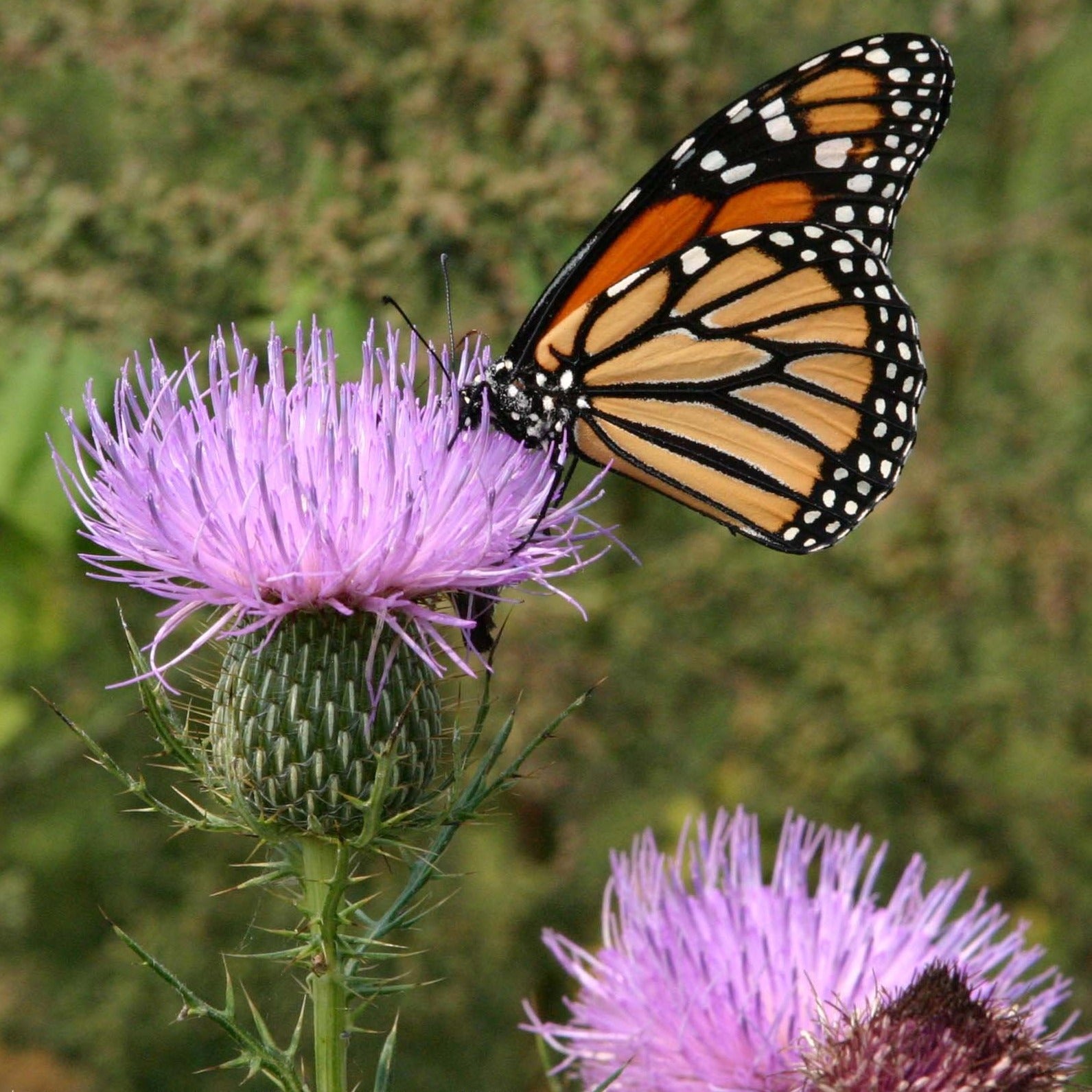 Cirsium discolor - Pasture thistle