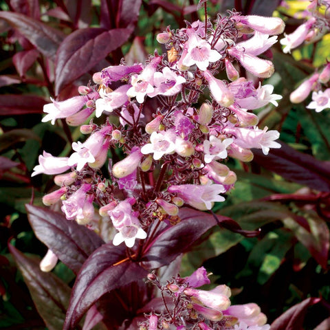 Penstemon digitalis 'Dark Towers' - Beardtongue 'Dark Towers'
