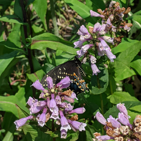 Penstemon calycosus - Calico Beardtongue