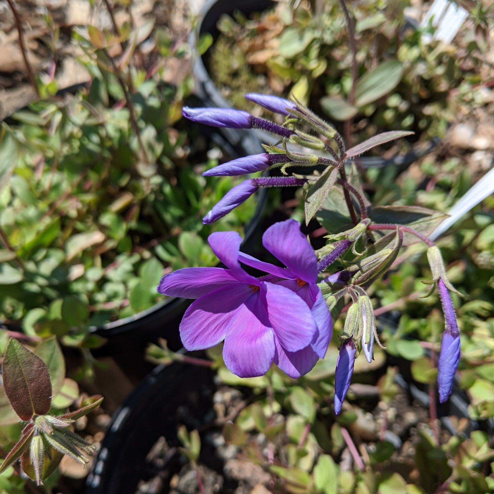 Phlox stolonifera 'Sherwood Purple' - Creeping Phlox – Gowanus