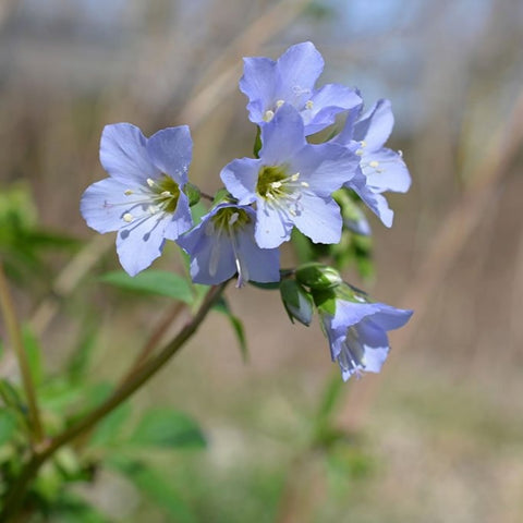 Polemonium reptans - Jacob's Ladder