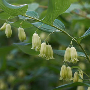 Polygonatum biflorum - Smooth Solomon's Seal – Gowanus Canal Conservancy