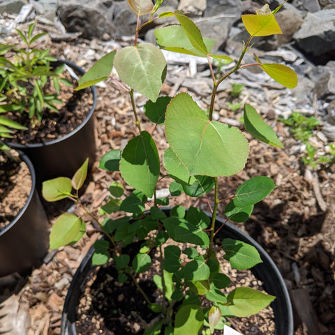 Populus tremuloides - Quaking Aspen