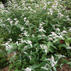 Pycnanthemum incanum - Hoary mountain mint