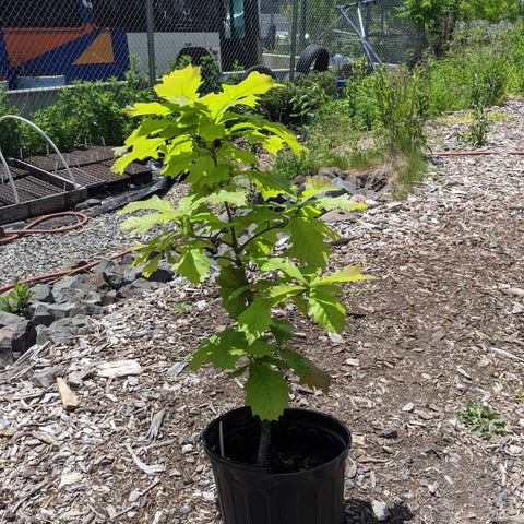 Quercus bicolor - Swamp Oak