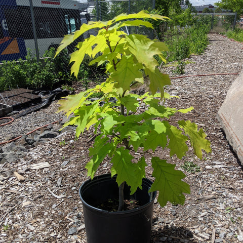 Quercus rubra - Red Oak