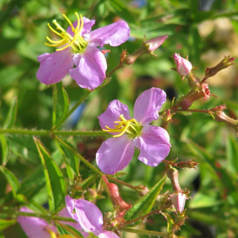 Rhexia virginica - Virginia Meadow-beauty