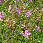 Rhexia virginica - Virginia meadow-beauty