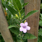 Ruellia humilis - Wild petunia