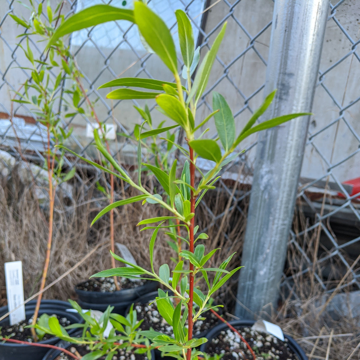 Salix 'Flame' - Flame Willow – Gowanus Canal Conservancy