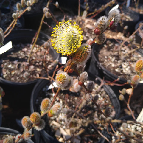 Salix discolor - Pussy Willow