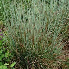 Schizachyrium scoparium 'Standing Ovation' - Little Bluestem 'Standing Ovation'