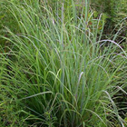 Andropogon gerardii - Big bluestem