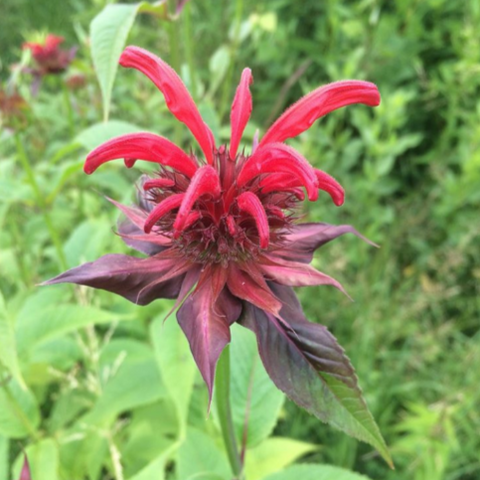 Monarda didyma - Bee Balm