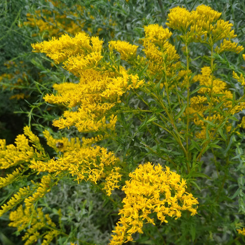 Solidago odora - Sweet Goldenrod