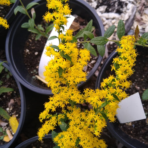 Solidago rugosa 'Fireworks' - Rough Goldenrod