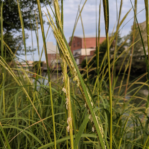 Spartina alternifolia -Saltmarsh Cordgrass