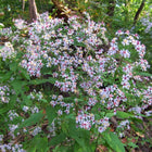 Symphyotrichum cordifolium - Blue wood aster