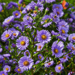 Symphyotrichum novi-belgii - New York aster