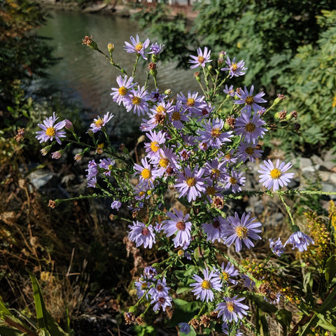 Symphyotrichum laeve - Smooth Aster