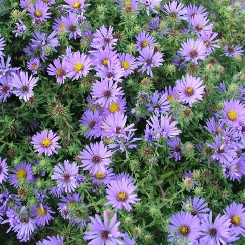 Symphyotrichum oblongifolium 'October Skies'