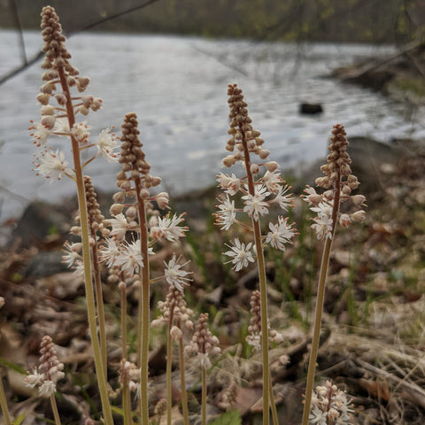 Tiarella cordifolia - Foam Flower