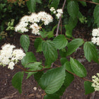 Viburnum dentatum - Arrowwood Viburnum