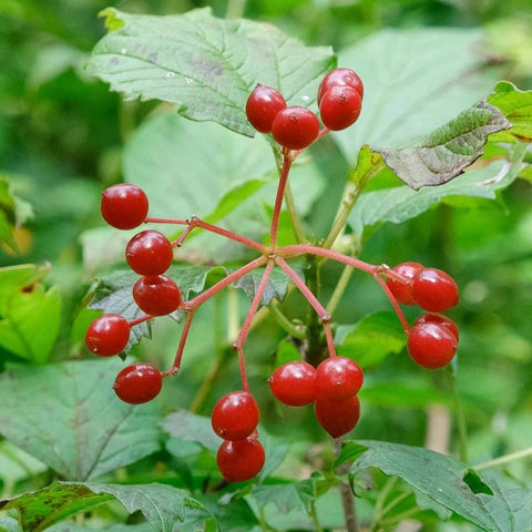 Viburnum trilobum - American cranberrybush viburnum