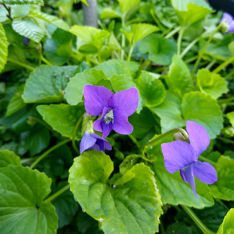 Viola sororia - Woolly blue violet