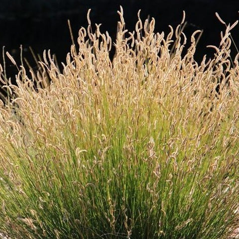 Bouteloua gracilis 'Blonde Ambition'