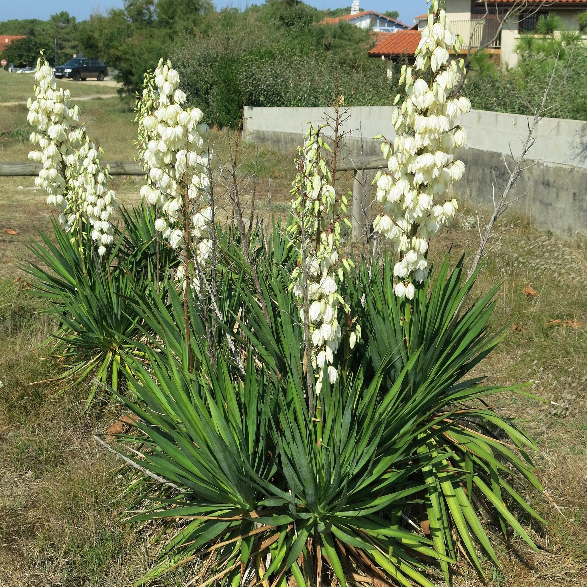 Yucca filamentosa - Common yucca – Gowanus Canal Conservancy