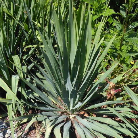 Yucca filamentosa - Common yucca