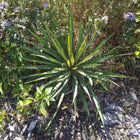 Yucca filamentosa 'Color Guard' - Adam's needle