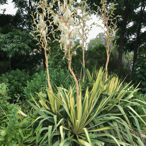 Yucca filamentosa 'Color Guard' - Adam's needle