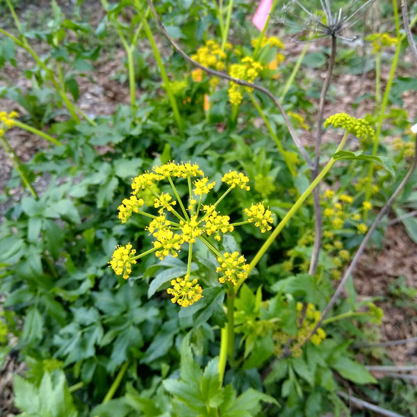 Zizia aurea - Golden Alexander – Gowanus Canal Conservancy